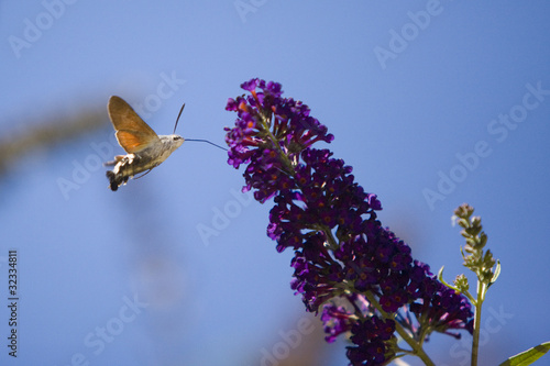 Photo: Hummingbird hawk moth flying near blooming flower Hummingbird hawk moth flying near blooming flower