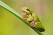 Europäischer Laubfrosch