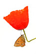 Foto: coquelicot coquelicot
