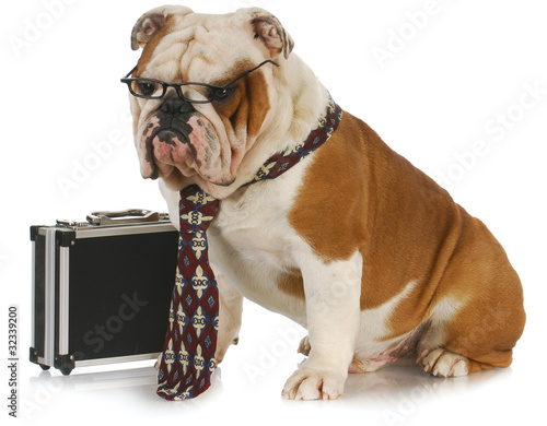 Photo: business dog business dog