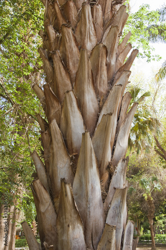 Photo: Trunk of a palm tree closeup Trunk of a palm tree closeup