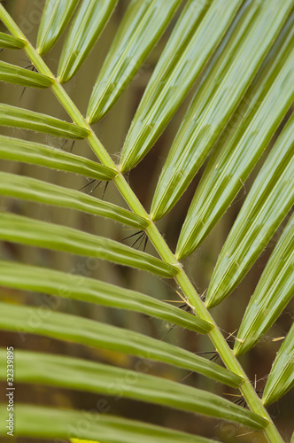 Photo: Closeup of plant leaves in a garden Closeup of plant leaves in a garden