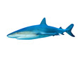 Shark on white background