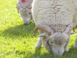 Hungry sheep grazing on grass