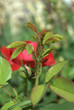 afidi delle rose