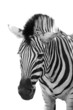 Zebra, Kopf - Safari