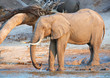 Large herd of African elephants
