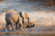 Large herd of African elephants