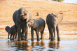 Large herd of African elephants