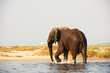 Large African elephant bull