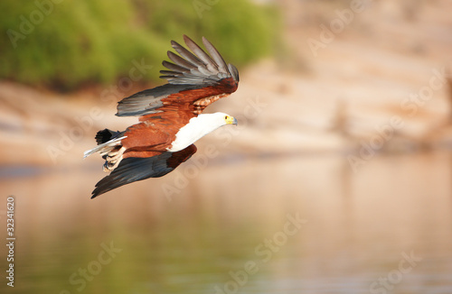 Foto: African Fish Eagle (Haliaeetus vocifer) African Fish Eagle (Haliaeetus vocifer)
