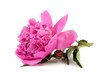 Pfingstrose rosa