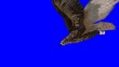 flying eagle on isolate blue-screen flying eagle on isolate blue-screen