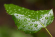 Photo: green leaf green leaf