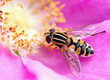 Photo: Hoverfly on a flower Hoverfly on a flower