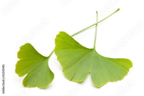 Foto: Ginkgo (Ginkgo biloba) zwei Blätter übereinander auf weiß Ginkgo (Ginkgo biloba) zwei Blätter übereinander auf weiß