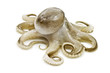 Small octopus on white background