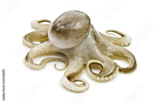 Photo: Small octopus on white background Small octopus on white background