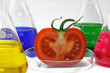 tomate im labor