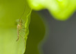 Mosquito