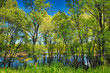 Wallpaper of trees in the swamp near Narew river, Poland
