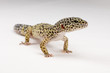 Foto: Leopardgecko; Eublepharis macularius; Leopard Gecko Leopardgecko; Eublepharis macularius; Leopard Gecko
