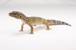 Foto: Leopardgecko; Eublepharis macularius; Leopard Gecko Leopardgecko; Eublepharis macularius; Leopard Gecko