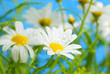 Margeriten