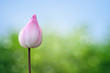 Pink lotus on spring background Pink lotus on spring background