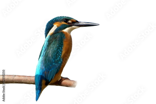 Foto: Common Kingfisher isolated on white background, alcedo atthis Common Kingfisher isolated on white background, alcedo atthis