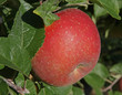 pomme variété reine des reinettes