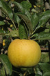pomme variété belchard