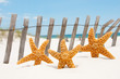 starfish on holiday