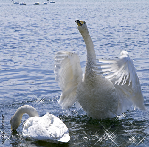 Photo: Inspired declaration of love white swan Inspired declaration of love white swan