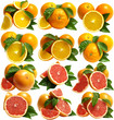 Oranges and grapefruits
