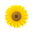 ヒマワリの花