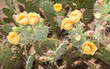 Nopal Cactus Nopal Cactus