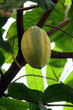 Kakaobaum mit Frucht