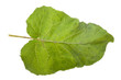 Photo en ligne au meilleur prix Burdock leaf