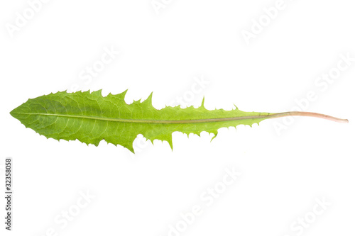 Photo: Dandelion leaf Dandelion leaf
