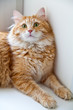 Siberian Red Cat