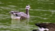 Oie à tête barrée (Anser indicus)