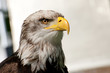 sea eagle
