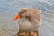 Goose in Hyde Park, London