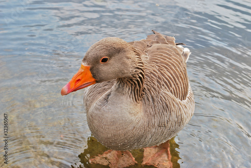 Photo: Goose in Hyde Park, London Goose in Hyde Park, London