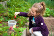 Erdbeeren pflücken