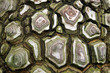 Tree trunk.. Tree trunk..