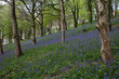 Bluebells at Bangor