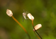 Mosquito