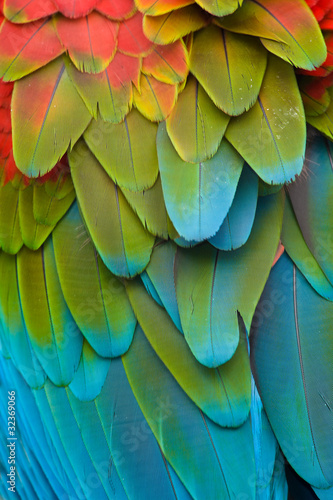 Photo: Colorful Macaw Plumage Colorful Macaw Plumage